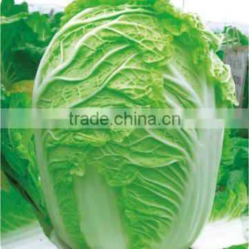 Chinese vegetable hybrid cabbage Seeds green vegetable seeds for sale-Farmer favorites