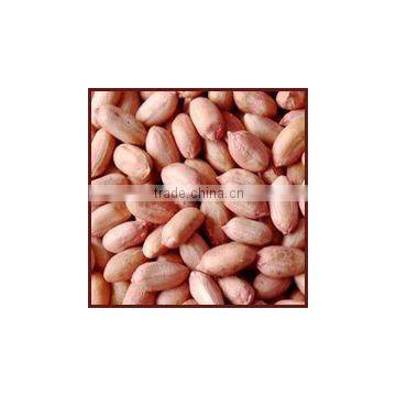 Long Groundnut