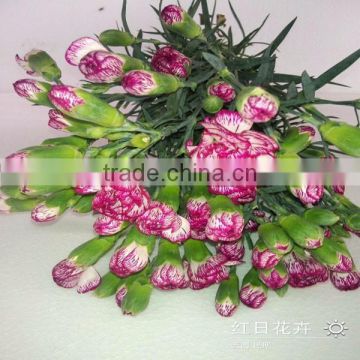 wholesale big head flowers with best price