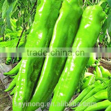 super high yield medium maturity hybrid pepper seeds Golden hornF1