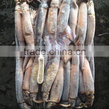 frozen illex argentinus squid for sale