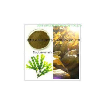 Fucus P.E.,Fucus vesiculosus extract, Black Tang Extract,Fucus extract