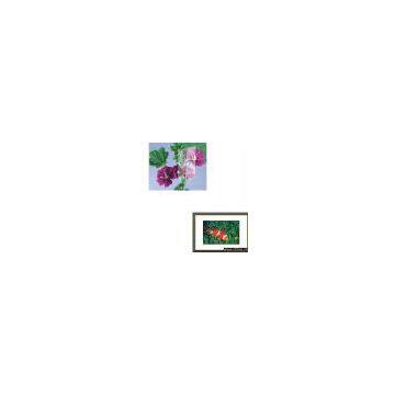 Sell Non Glare Glass