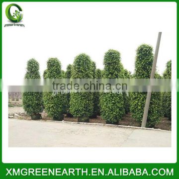 Ficus benjamina tower shape 4m