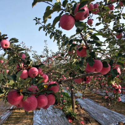 Agriculture Apple Orchard Reflective PE Film Aluminum Foil Laminated Agricultural Mulch Film 18 Micron Solar Reflective Film