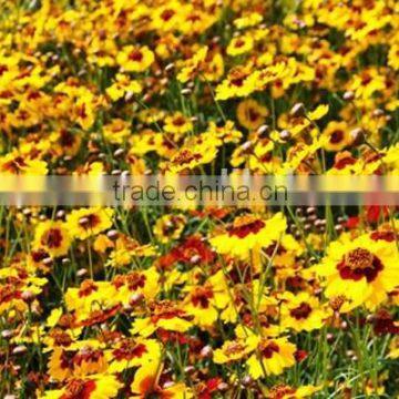 Sanvitalia ,Coreopsis , Flower Seeds , Herb Seed,vegetalbe Seed,fruit Seed,grass Seed photo-4