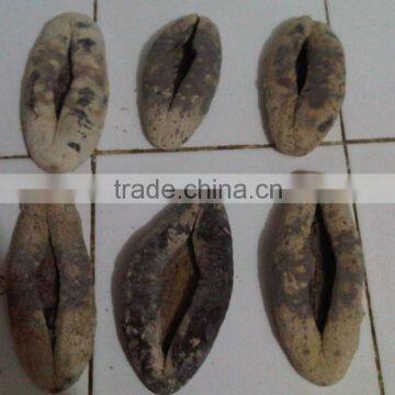 Dried Sea Cucumber, White teat, Black teat, Gamat from Indonesia