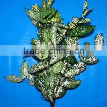 Pure and mild flavor hot-sale nice wedding decorating flower cut foliage