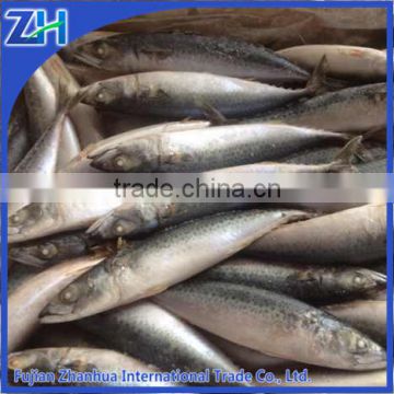 scientific name of frozen pacific mackerel fish prices