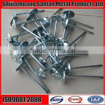 Galvanized umbrella head twisted shank roofing screw