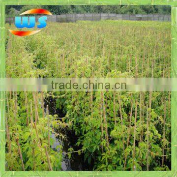 Climbing plants of bamboo stick