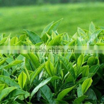 Vietnam Green Tea