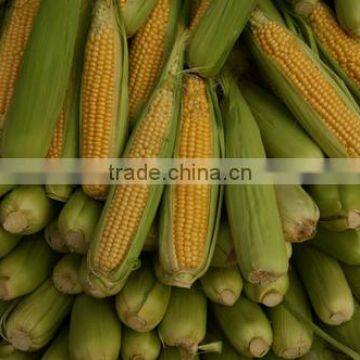 Sweetcorn yellow Corn Ethiopia