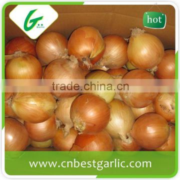 Lowest price red fresh onion