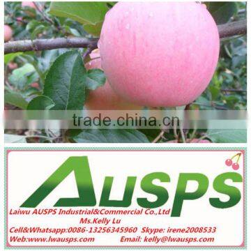 fuji apple exporter in china