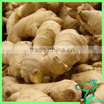 Specification Dry Ginger Gold Supplier China Origin