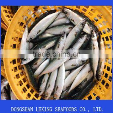 frozen pacific mackerel fish