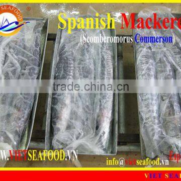FROZEN SPANISH MACKEREL W/R