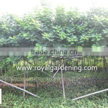 Cassia Surattensis for Landscaping photo-3