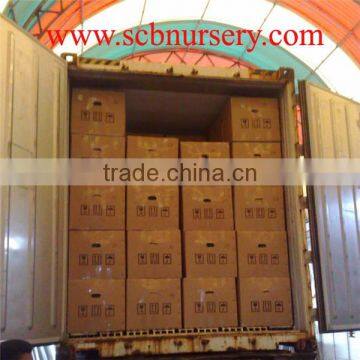 Lucky Bamboo Dracaena Sanderiana Wholesale Mini Plant photo-4