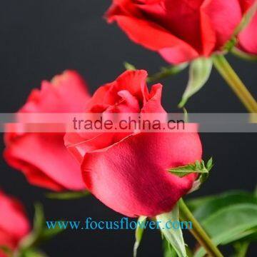 Export fresh cut roses flowers Carola rose flower from Kunming rose-wholesale