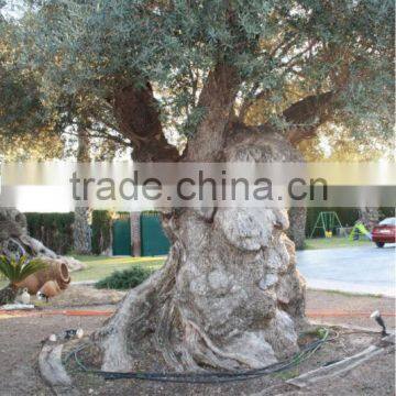 Centenary Olive Tree photo-3