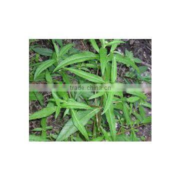 Pure Eclipta Alba