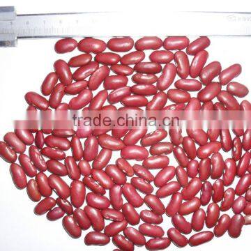 red kidney bean