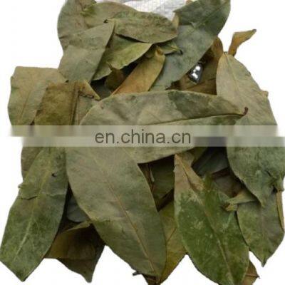 Dried soursop leaf/ Graviola from Vietnam