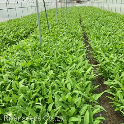 6g Buy Hybrid Asian Green Leaf Vegetable Water Spinach Seeds Ipomoea Aquatica Seeds photo-4