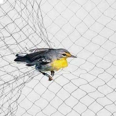 2.4x6m 15x15mm Monofilament Orchard Plant Fruit Agricultural Bird Bat Capture Catching Mist Net Bird Bat Capture Netting