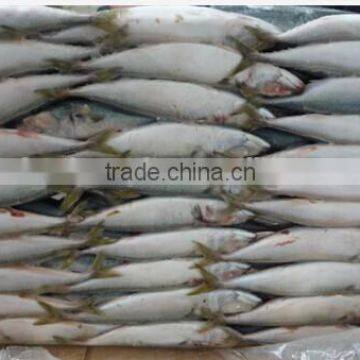 Grade A sea frozen pacific mackerel fish, mackerel seafood