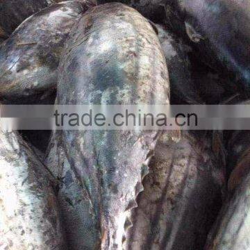 Frozen Skipjack Tuna