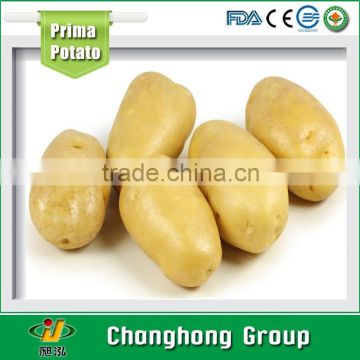 [HOT] fresh potato importers/holland potato price