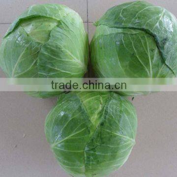 Fresh Chinese Cabbage photo-2
