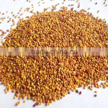 high quality alfalfa seeds with competitive price