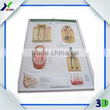 3D Anatomical Chart--- Ear, Nose and Throat (ENT) photo-3