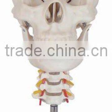 skull model,skeleton model