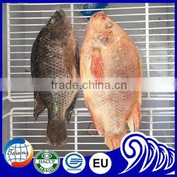 Frozen Fish Red And Black Frozen Tilapia