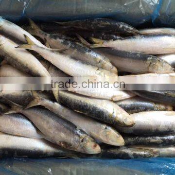 Bait Sardines