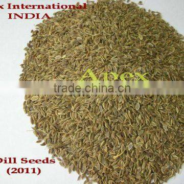 Spice-Dill Seeds / Anthem Graveolens / Dill Seeds / Suwa