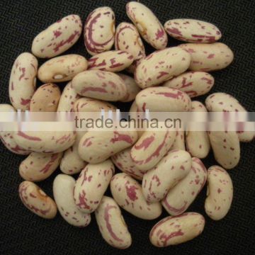 All Type Light Speckled Kidney Beans