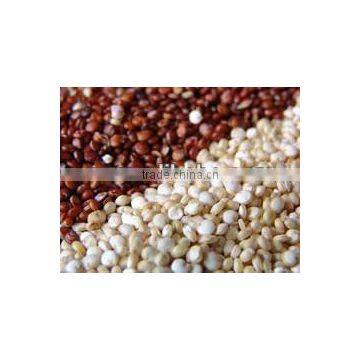 QUINOA CLEAN GRAIN QUINOA WHITE RED BLACK POWDER