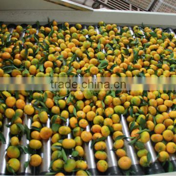 Mandarin Orange Fruit Cheaper Price