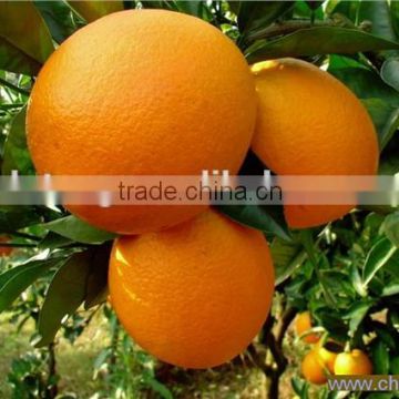 New crop fresh navel orange from Best Food