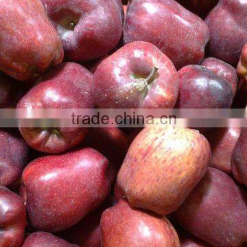 90% red fresh huaniu apple 18/20kg carton packing