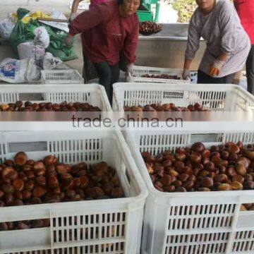 Fresh Chestnut