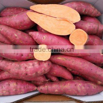 Red Skin Orange Heart Sweet Potato