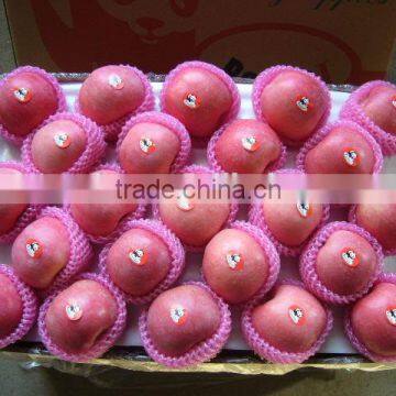 China Fresh Apple Fruit 2015 from Yantai