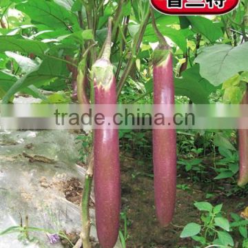 Hybrid pale red eggplant seeds-Pu Lan Te